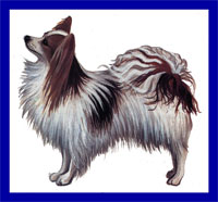 a well breed Papillon dog
